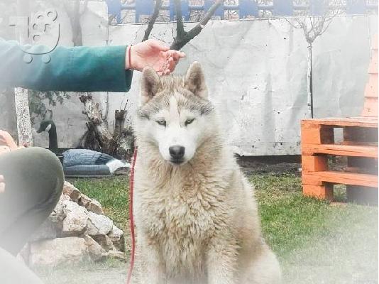 Siberian Husky, αρσενικά κουτάβια